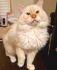 Filemon