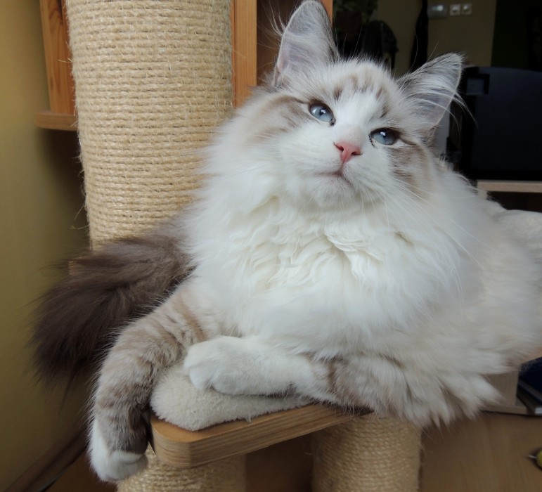 Capri PussycatIzis*PL
