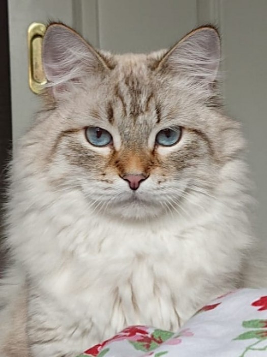 Arney PussycatIzis*PL
