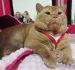 Apollo Jr. Apollove*Pl