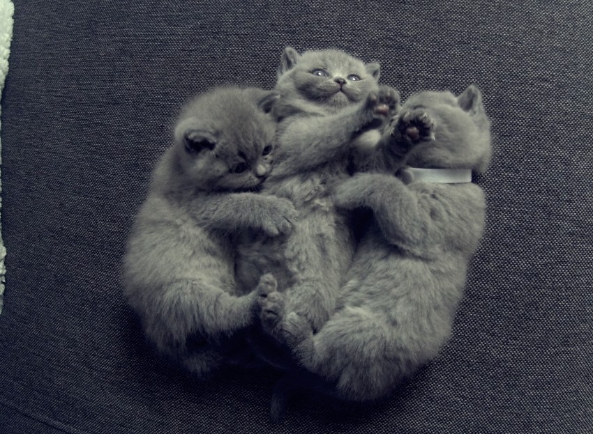 Miot A Aurora Arielka Adele
