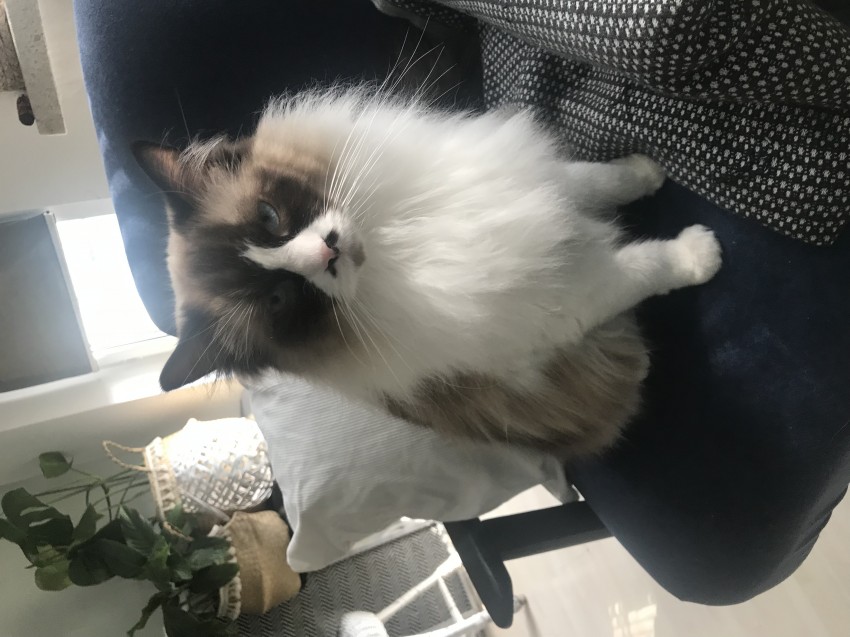 Lisa
