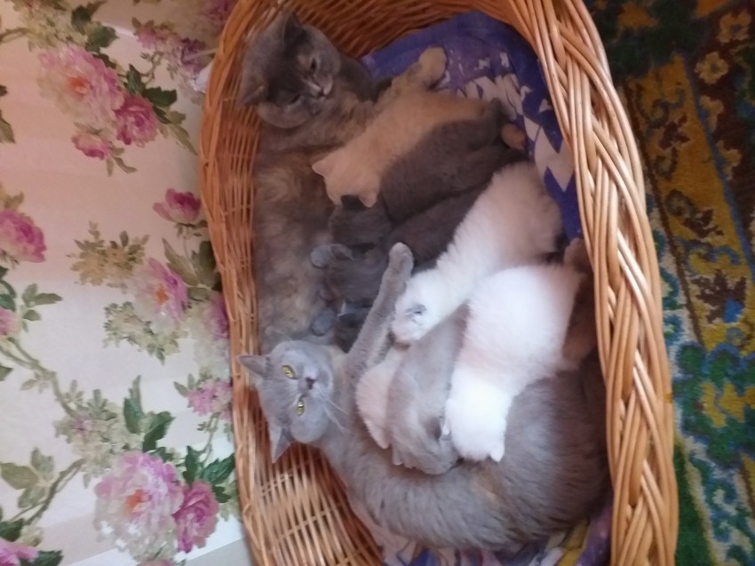 Nasz poprzedni miot Dzesi i Jagody
